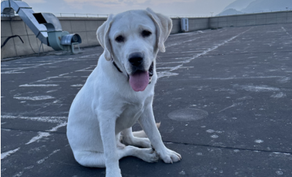 xc体育-资本热，萌宠兴